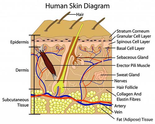 Definition of corns and calluses