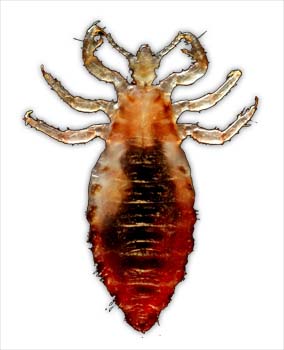 Summary of Head Lice