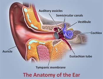 Tinnitus Summary