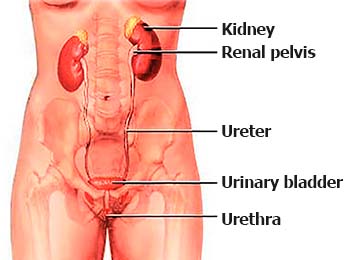 Definition of UTI