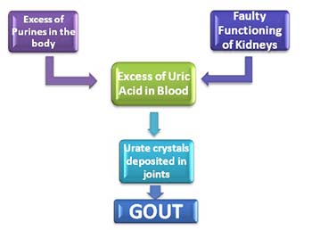 Summary of Gout