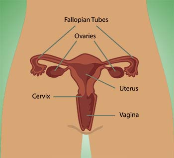 ovarian cyst introduction